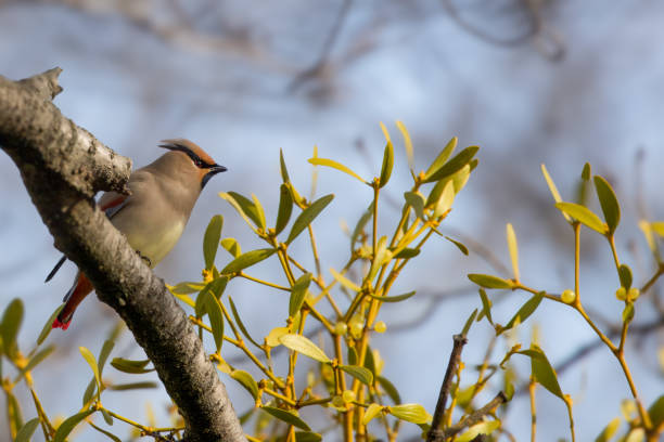 istock Japanese waxwing on a branch of tree. 2043665394