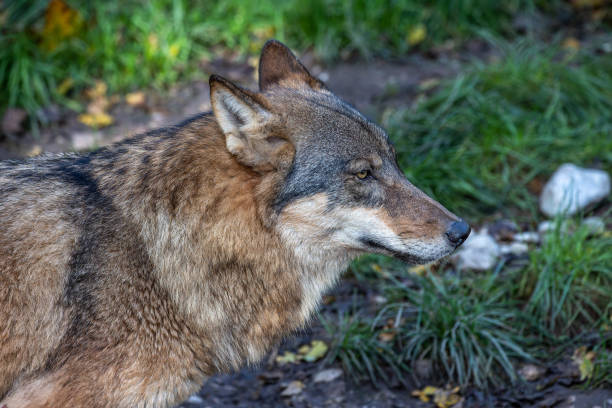 The wolf, Canis lupus, also known as the grey wolf or timber wolf is a canine native to the wilderness and remote areas of Eurasia and North America.