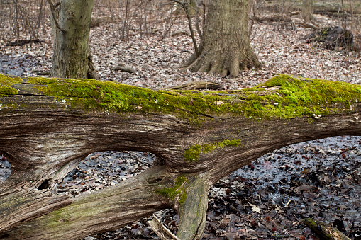 Nature’s way in the forest, natural progression. Rotting tree on forest floor.