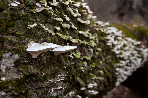 Nature’s way in the forest. Fungus growing on a dead tree.