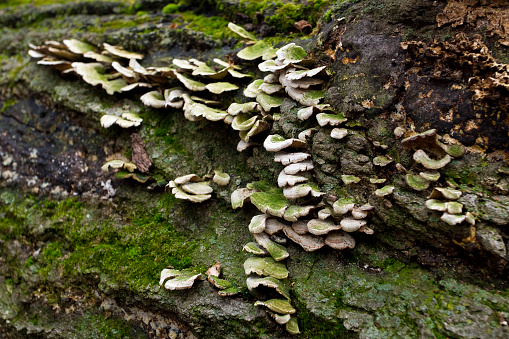 Nature’s way in the forest. Fungus growing on a dead tree.