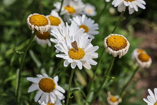 Leucanthemum × superbum, the Shasta daisy, is a commonly grown flowering herbaceous perennial plant with the classic daisy appearance of white petals.