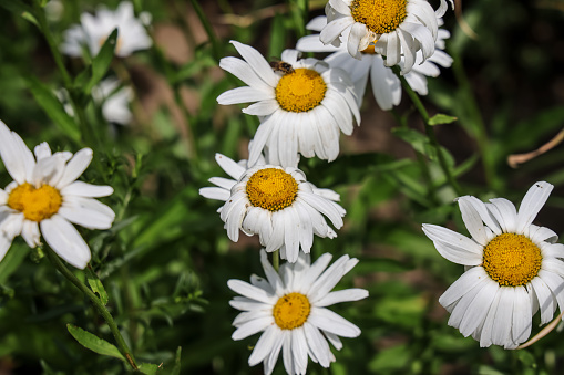 Leucanthemum × superbum, the Shasta daisy, is a commonly grown flowering herbaceous perennial plant with the classic daisy appearance of white petals.
