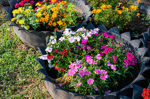 Beautiful Zinnia (Zinnia violacea Cav.) flowers arrangement ornamental plants in pots with spring or summer flowers garden outdoors,Home gardening concept