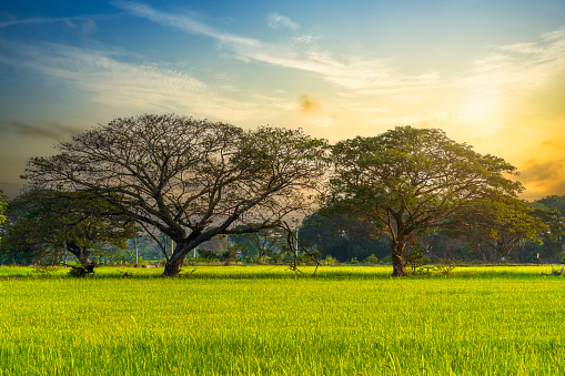 Scenic view landscape of Rice field green grass with field cornfield and two big trees on in Asia country agriculture harvest with fluffy clouds blue sky sunset evening background.