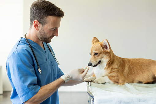 Male vet doctor giving pill to obedient pembroke welsh corgi dog at the veterinary clinic. Pain relievers and vitamins for domestic animals