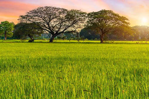 Scenic view landscape of Rice field green grass with field cornfield and two big trees on in Asia country agriculture harvest with fluffy clouds blue sky sunset evening background.