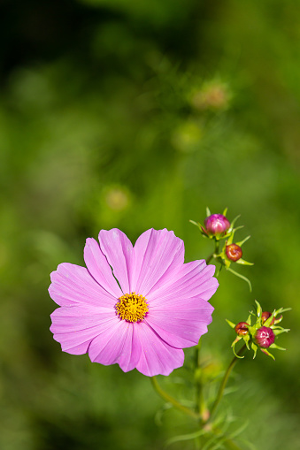 set of pink and purple cosmos flowers isolated on white background with copy space