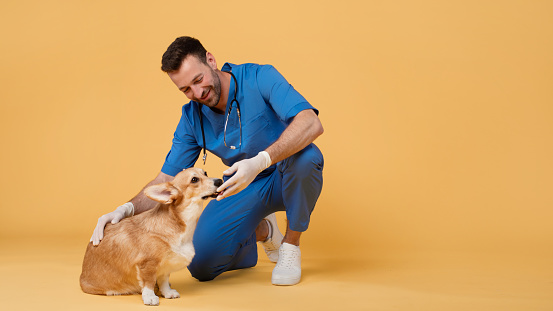 Friendly man vet in scrubs uniform posing with corgi dog, giving him food or pill sitting on floor isolated on yellow studio background, free space