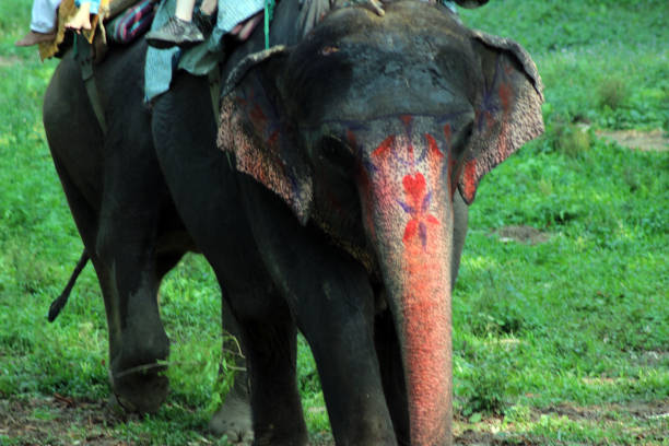 Close up of a elephant outdoors