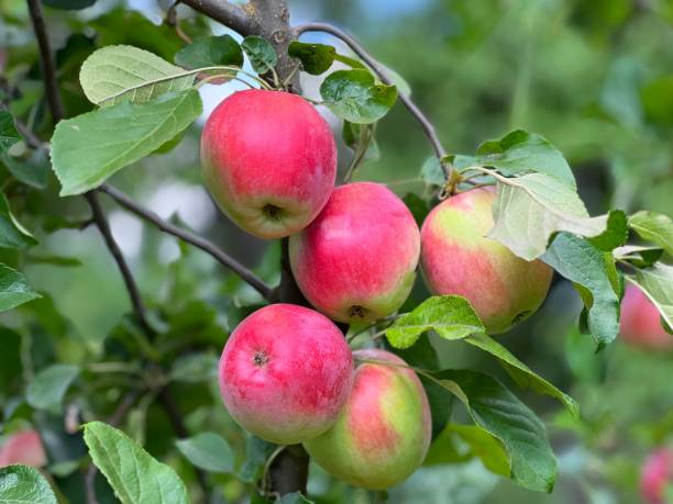 istock Apples fruits on tree in garden. 2043736323
