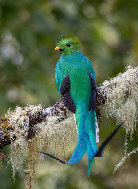 istock Resplendent Quetzal in Costa Rica 2043737888