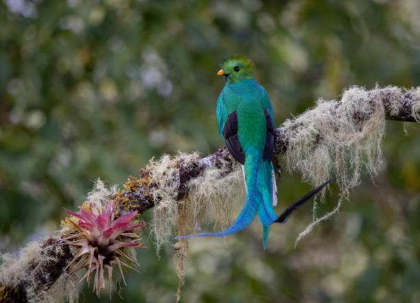 istock Resplendent Quetzal in Costa Rica 2043738400