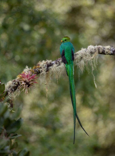 istock Resplendent Quetzal in Costa Rica 2043738420