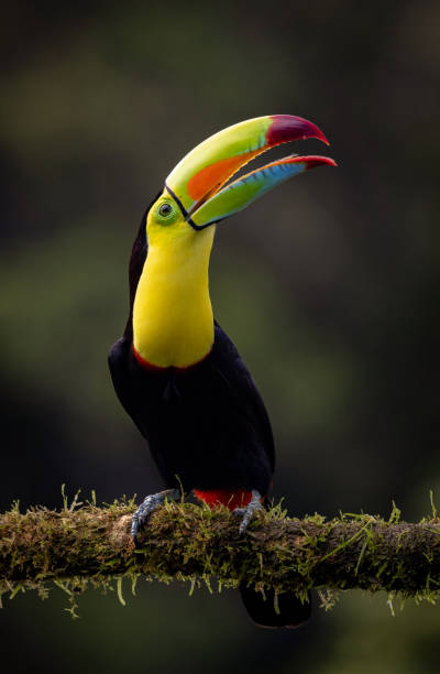 istock Toucan in Costa Rica 2043738423