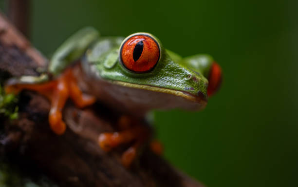 istock Red-eyed Tree Frog in Costa Rica 2043738710