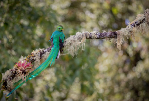 istock Resplendent Quetzal in Costa Rica 2043738943