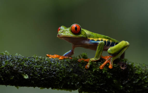 istock Red-eyed Tree Frog in Costa Rica 2043738946