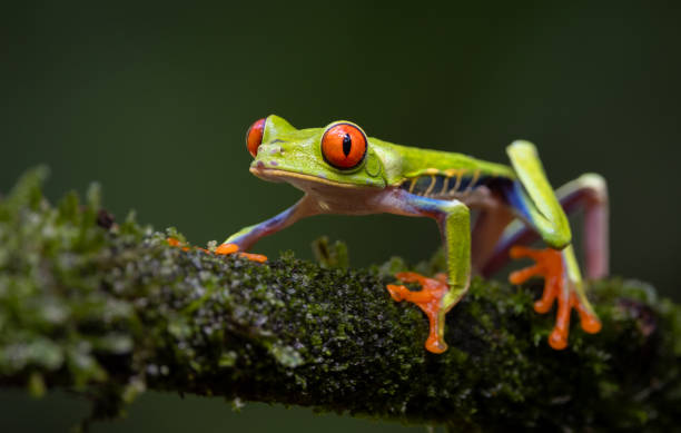 istock Red-eyed Tree Frog in Costa Rica 2043738953