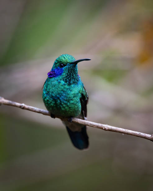 istock Hummingbird in Costa Rica 2043740008