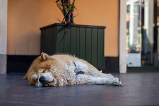 a dog sleeping at the outside