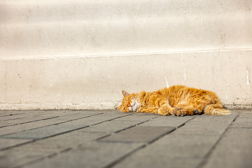 An alley cat, sleeping in the sun in the Jaffa, Israel, port.