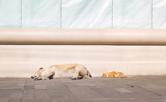 dog and cat sleeping on the road