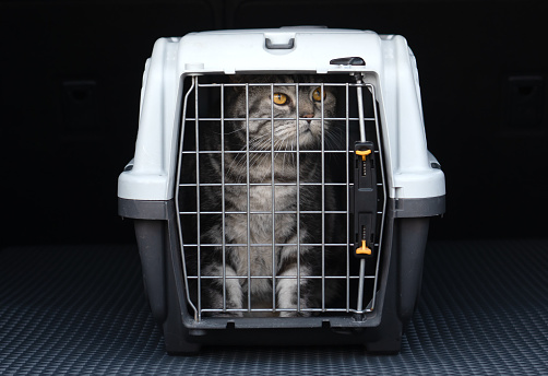 Lonely cat sitting in pet carrier expressing sadness and isolation