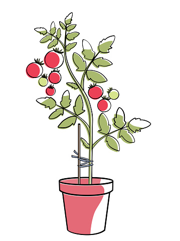Tomato plants in pot color outline illustration