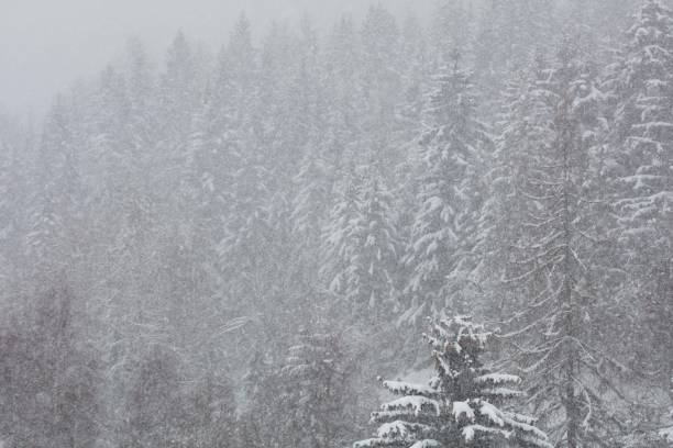 It is snowing heavily in Val d'Ayas, in the Champoluc valley, among dense pine forests. Silence envelops everything.