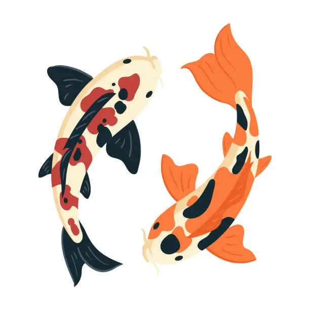 Vector illustration of Koi carp fish. Japanese koi carp fish, cute oriental fish koi, swimming carps flat vector symbols illustration. Asian colorful koi fish