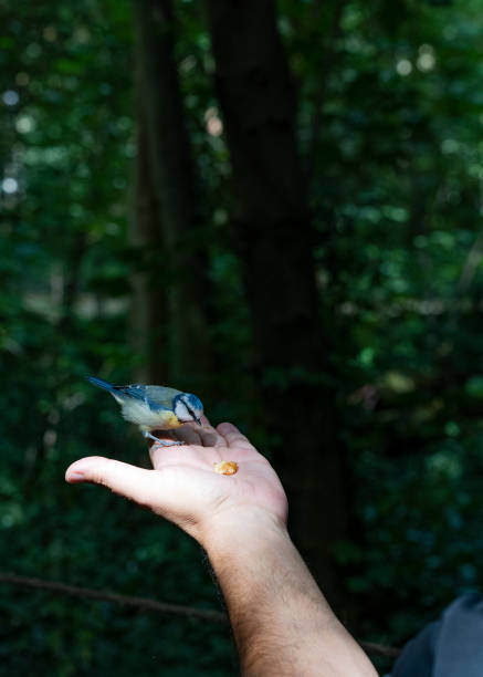 istock Bird being fed by a man 