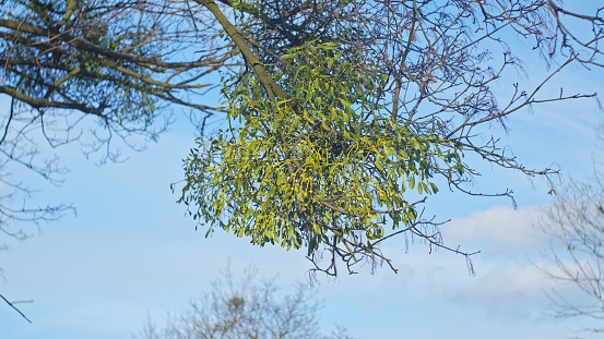 Tree Branch Infested with Mistletoe Obligate Hemiparasitic Plant
