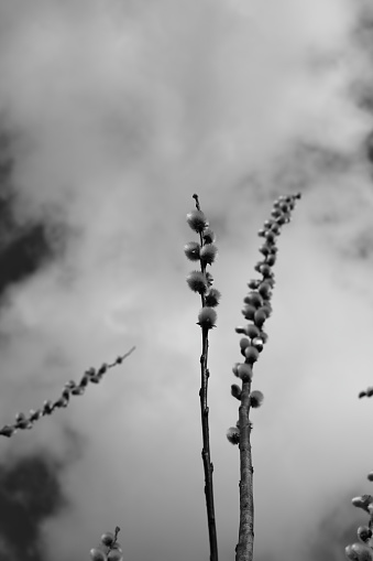 Willow catkin, flower, plant, tree, black and white