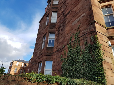 Climbing plant, ivy on a stone wall of a tenement flats, Glasgow Scotland England