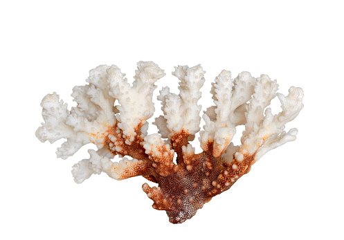 White and brown sea coral isolated cutout on white background