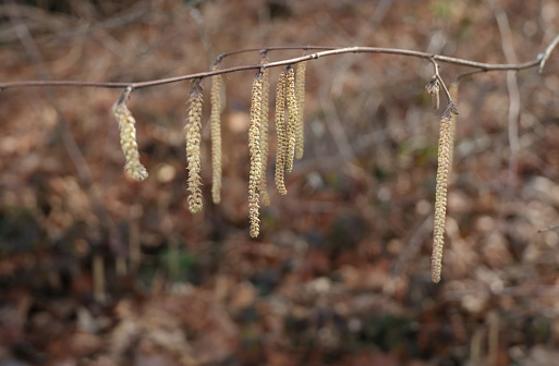 Catkins hang from plant stems. Winter morning in Metro Vancouver.