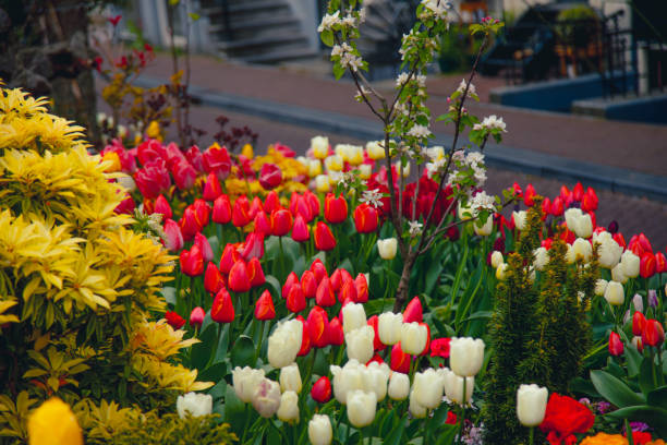 A stunning view of multicolored tulips adorning the bridge over the Amstel River canal in Amsterdam, Netherlands, with the blurred cityscape providing a picturesque backdrop