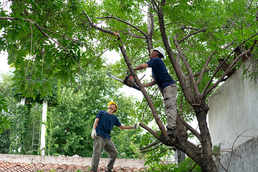 Blue collar workers trimming a tree  on top of a roof in private garden - Gardening concepts