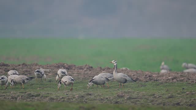 Bar Headed goose fighting in Wheat Fields
