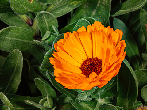 Side view on a pot marigold flower or Calendula officinalis