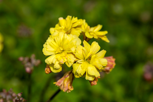 Double yellow flowered Oxalis compressa