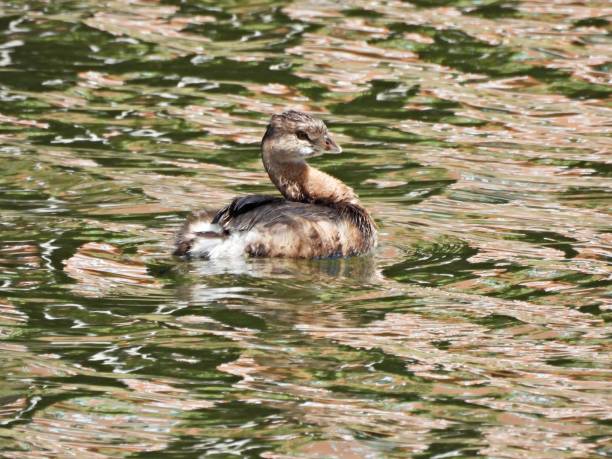 istock Pied-billed Grebe (Podilymbus podiceps) - swimming in a lake 2043931489