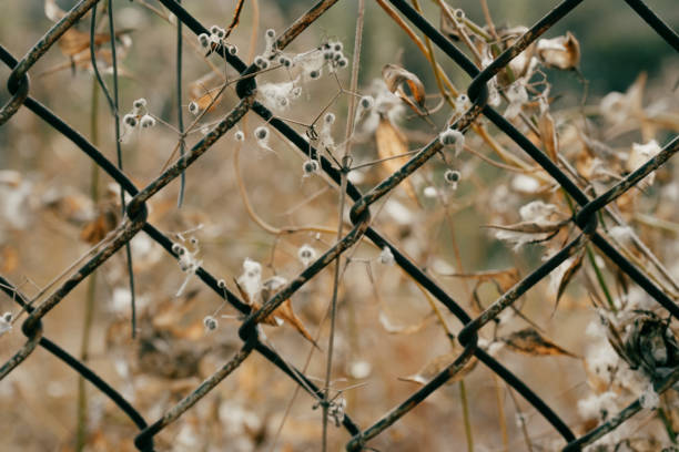 istock Flowers behind fences 2043931539