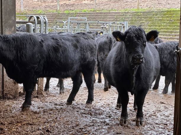 Black cows stock photo