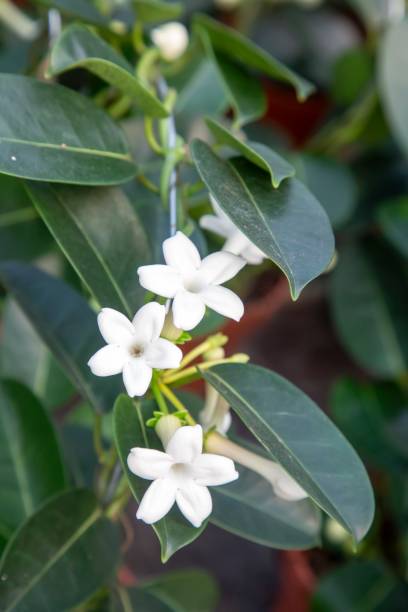 istock Stephanotis floribunda syn. S. jasminoides, Madagascar jasmine, wax flower, 2043939961