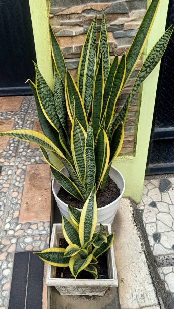 istock Close up of snake plant 2043948188