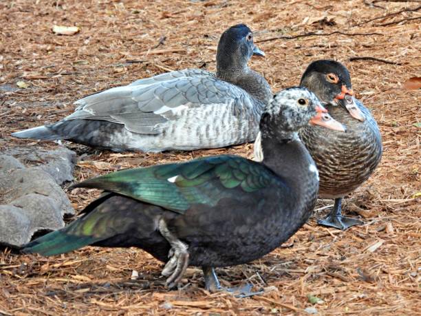 istock Muscovy Ducks (Cairina moschata) - resting in the mulch 2043949210