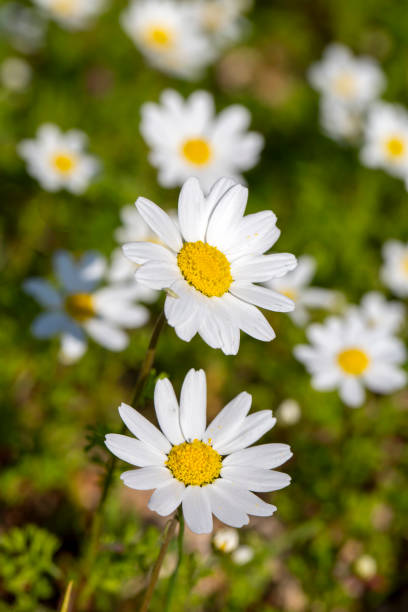 anthemis cotula, also known as stinking chamomiles - white daisy - anthemis cotula ストックフォトと画像