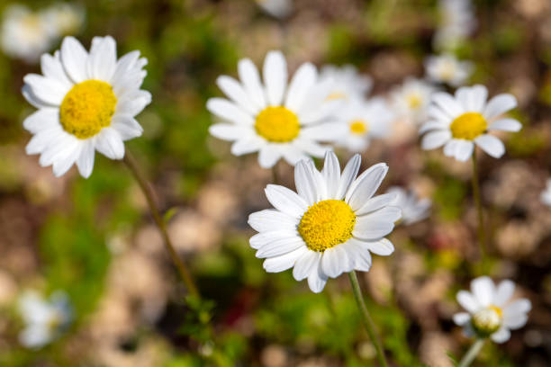 anthemis cotula, also known as stinking chamomiles - white daisy - anthemis cotula photos et images de collection